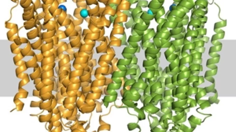 Proteinet pyrofosfatas