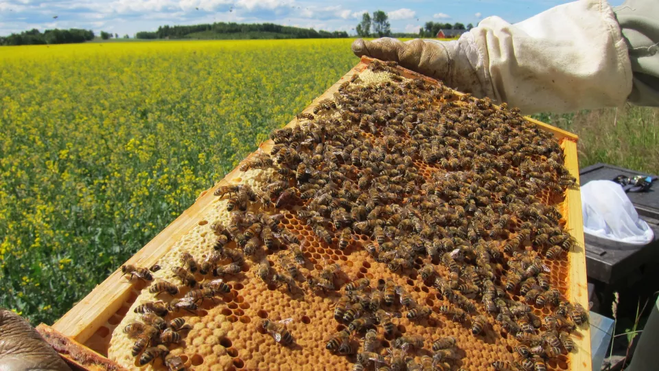 Bedömning av bistyrka på en av ramarna i honungsbisamhället (Apis mellifera), som är fyllt med flitiga bin som sköter om sin avkomma och matförrådet.  Foto: Maj Rundlöf