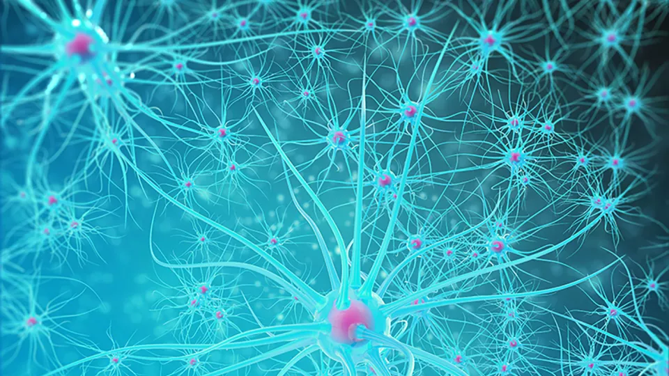 Ny studie undersöker mekanismerna bakom amyloid-betas skadeverkningar inuti nervceller och hur det felveckade proteinet sprider sig vid Alzheimers sjukdom. Foto.