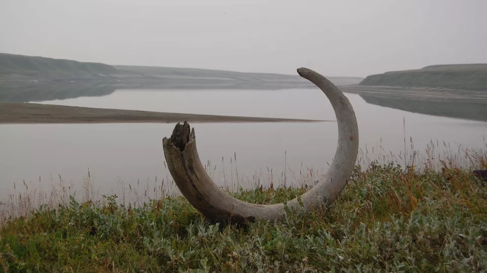 Mammutbete framför sjösystem.