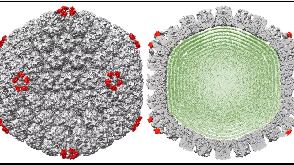 Bilden visar rekonstruktion av humant herpes simplexvirus typ 1. Genomskärningen visar tätt packat herpes DNA (grönt) i virusets kapsid. Elektronmikroskopibild. Bild.