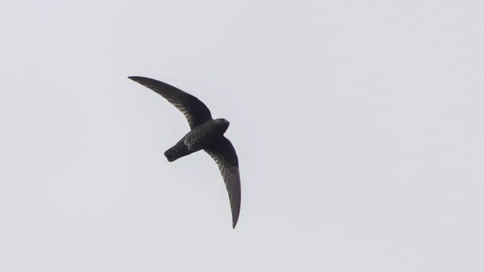 En svartseglare med utbredda vingar.