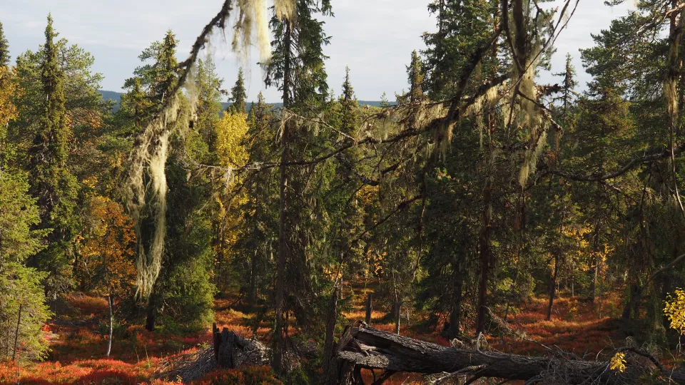 Bild på gammal naturlig skog i norra Sverige.