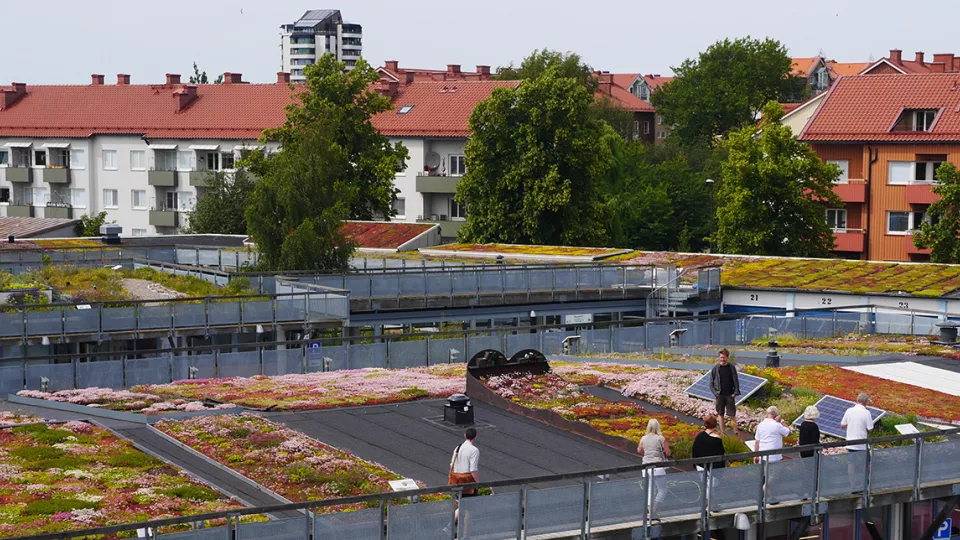 Grönt tak i Augustenborg, Malmö. Foto: Foto: Scandinavian green roof institute.