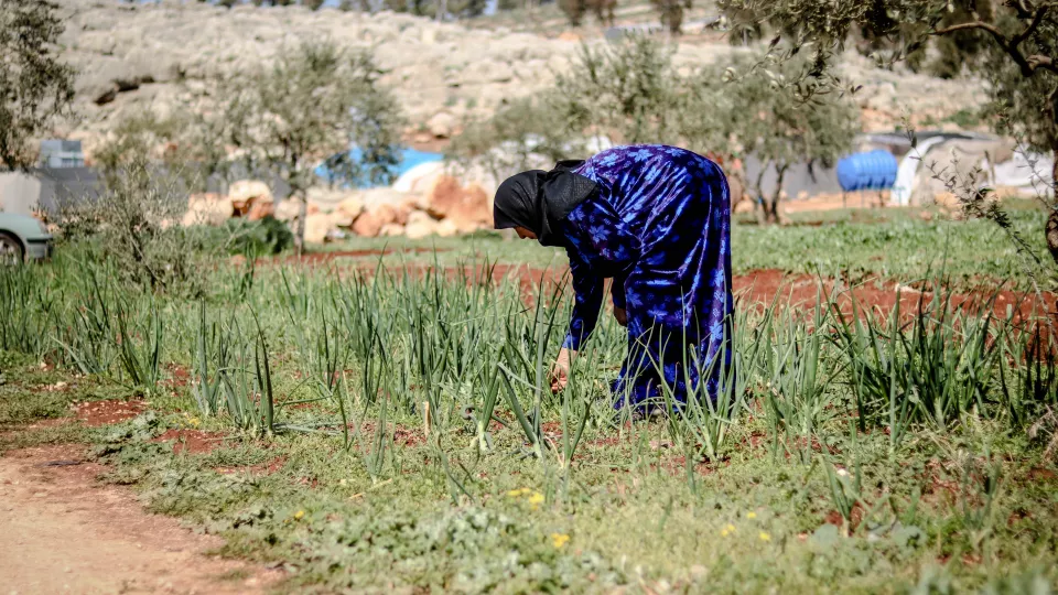 Bild på en kvinna som arbetar på en odling i Syrien