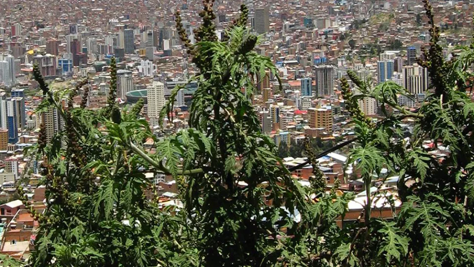 Ambrosia arborescens. I bakgrunden syns La Paz.
