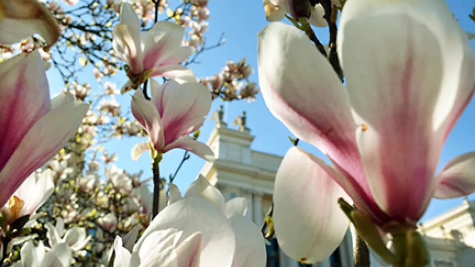 Närbild på blommande magnolior. Universitetshuset skymtar i bakgrunden.