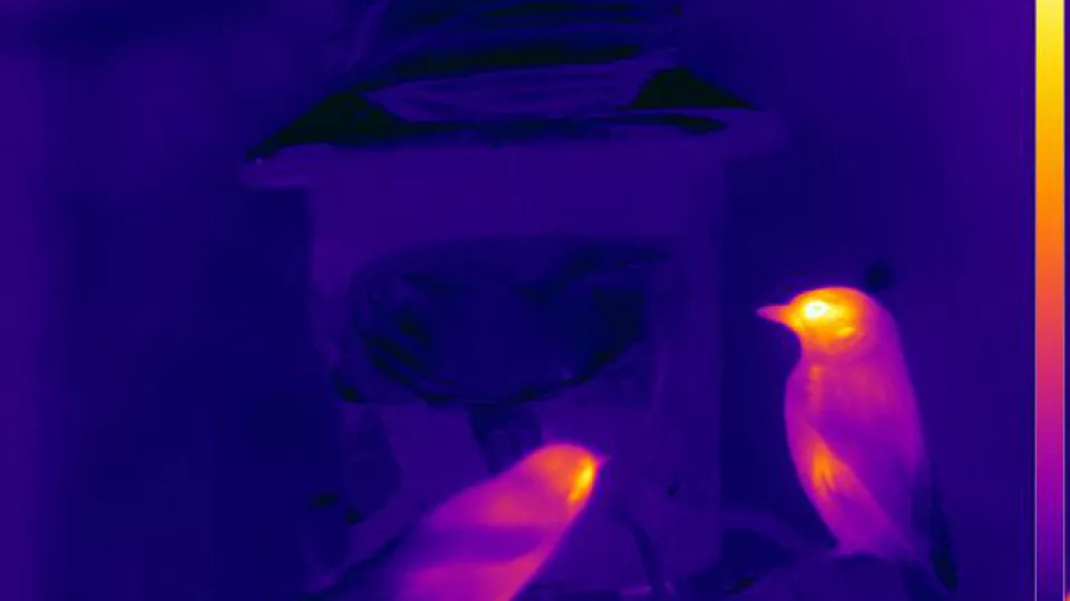 Två fåglar fotograferade med värmekänslig kamera. Skalan till höger visar temperaturskillnader.