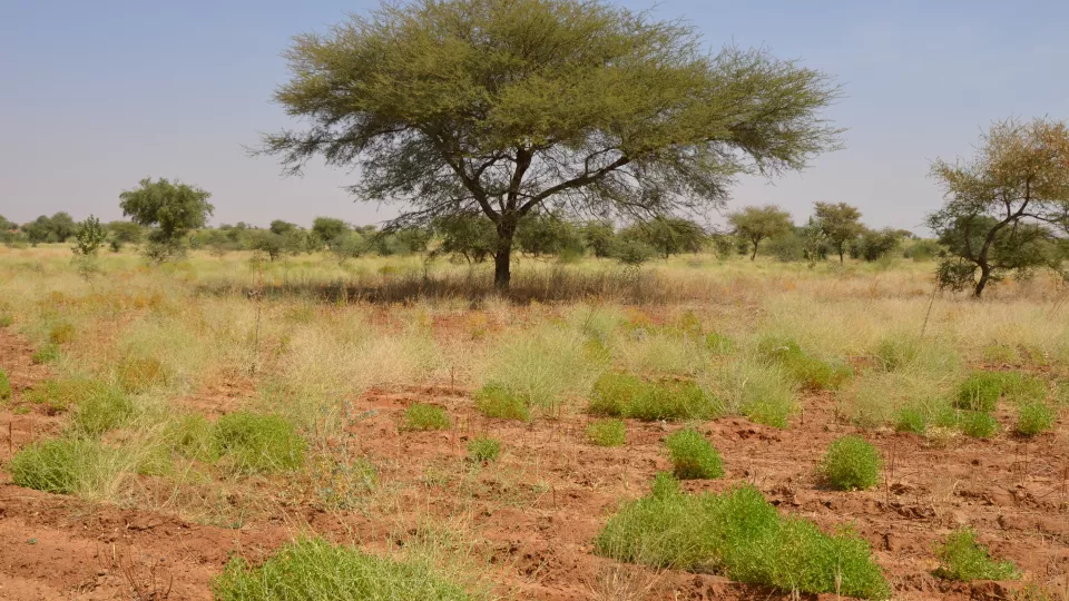 Väderfenomen som El Niño får negativa följder för växtligheten i södra och östra Afrika. Det innebär ökad risk för matbrist. Foto: Hakim Abdi 