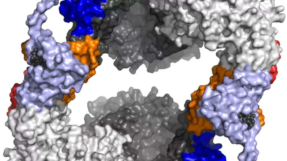 Den tredimensionella strukturen hos enzymet RNR från bakterien Pseudomonas aeruginosa visar hur det stängs av när det inte längre finns ett behov av DNA-byggstenar. Illustration: Derek Logan