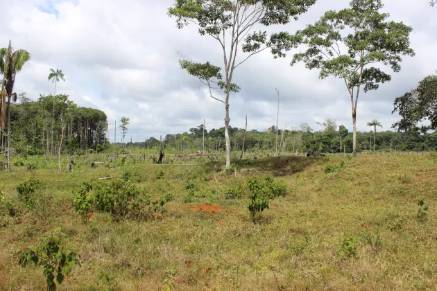 Ett område i Vaupés i den colombianska delen av Amazonas som har blivit avverkat. Bild: Torsten Krause.