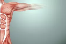 Illustration av hur musklerna sitter på en halv torso. Illustration.