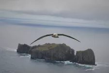 Bild på flygande albatross med klippig ö i bakgrunden.