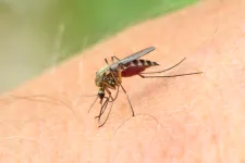 En närbild påsen mygga som sitter på en arm