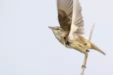 Fågel som lyfter från en kvist. Foto.