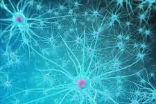 Ny studie undersöker mekanismerna bakom amyloid-betas skadeverkningar inuti nervceller och hur det felveckade proteinet sprider sig vid Alzheimers sjukdom. Foto.