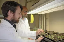 Två manliga forskare i vita rockar borstar växter med målarpensel.