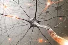 nervceller. illustration.