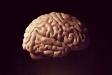 illustration av en hjärna. foto.