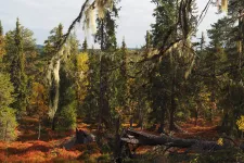 Bild på gammal naturlig skog i norra Sverige.
