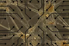 Mikroskopbild som visar odlade mänskliga nervceller som har klumpat ihop sig.