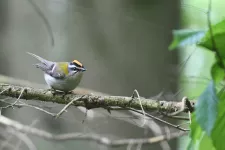 Bild på småfågel som sitter på gren.