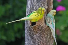 Två små fåglar sitter på en trädstam. Foto.