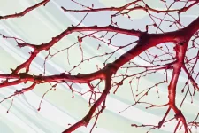 Närbild på ett träd med röda grenar mot en randig bakgrund.