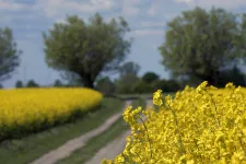 A country side road with rapeseed flowers in the side of it. Photo.