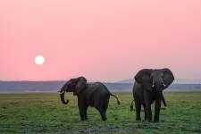 Två elefanter på savannen mot en rosa solnedgång