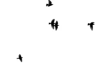 Birds in black and white. Illustration.