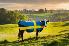 En svensk flagga målad på en ko på en äng.