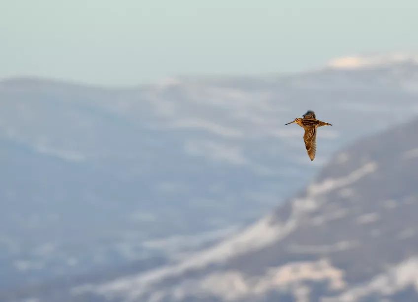 Litern fågel flyger högt över bergigt landskap. Foto.