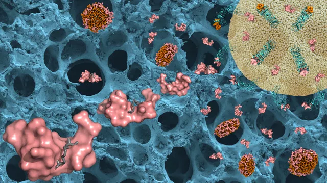 Illustrationen visar hur forskarnas peptidbehandling (rosa) binder till både receptorer  som kan upptäcka bakteriella ämnen (grönt) och till bakteriellt lipopolysackarid som kan utlösa en inflammatorisk respons (endotoxin) (brunt). I bakgrunden finns en svepelektronmikroskopibild av lungblåsor. Det gula är en cell. Illsutration.