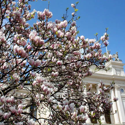Blommor framför Universitetshuset. Foto: @enlundabosbetraktelser på Instagram