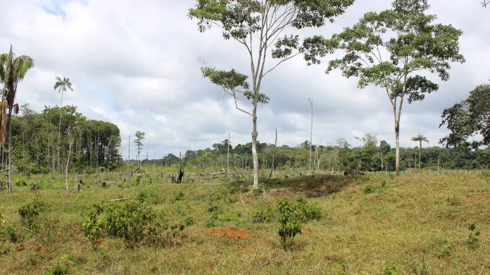 Ett område i Vaupés i den colombianska delen av Amazonas som har blivit avverkat. Bild: Torsten Krause.