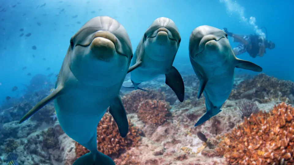 Delfiner. Foto: shutterstock.