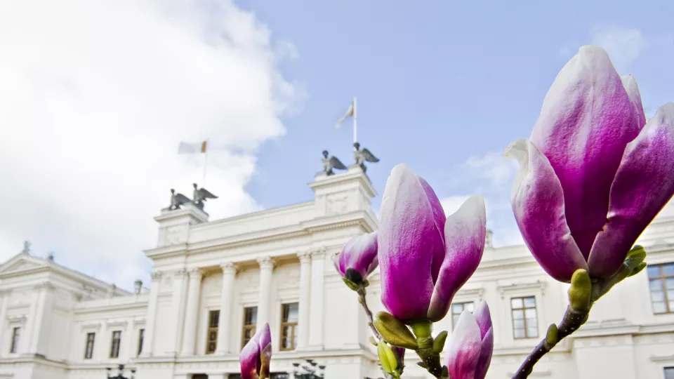 Foto på Universitetshuset och magnolior. Foto: Kennet Ruona