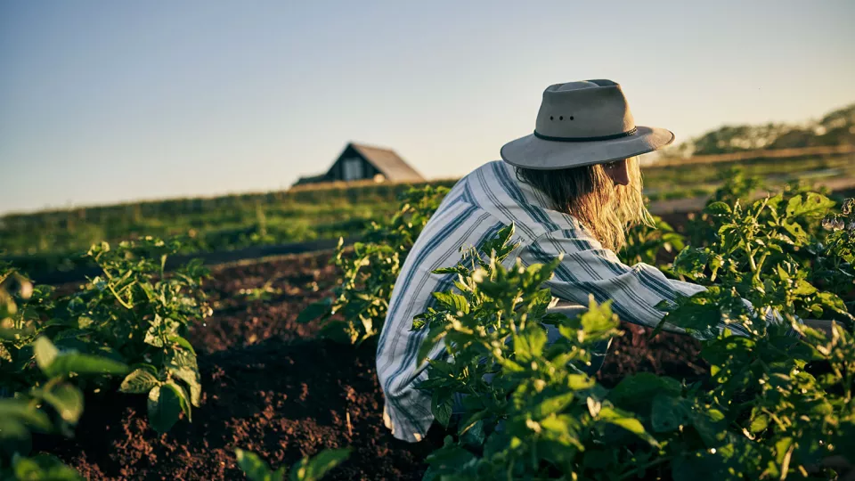 En kvinna i hatt och skjorta sitter ute i ett fält med grödor. Foto.