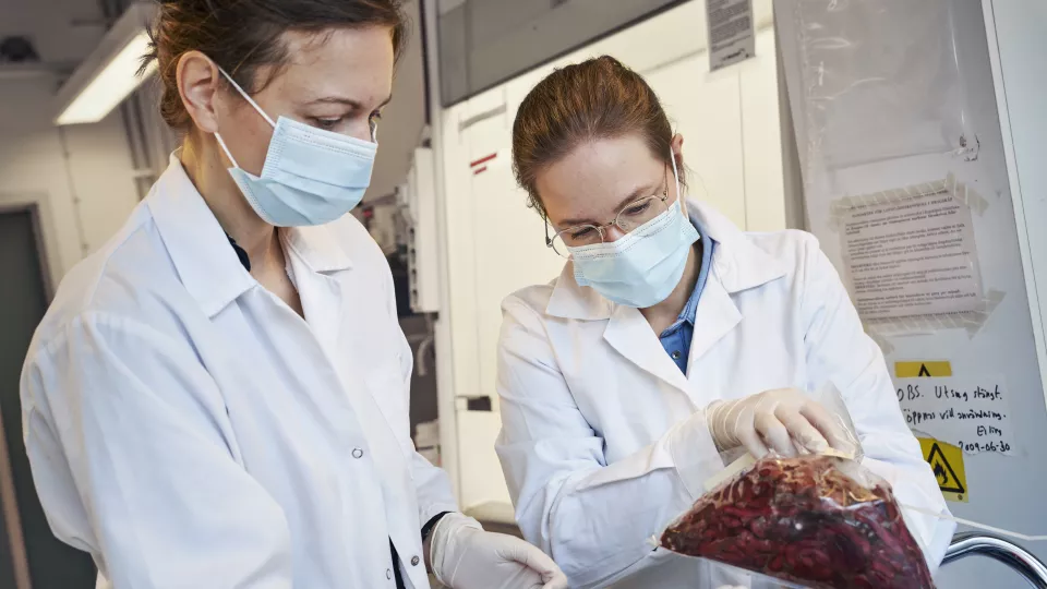 Två forskare i ett laboratorium håller i en påse tarmar från självdöda sälar. Foto.
