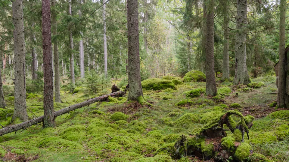 Svensk naturskog. Foto.