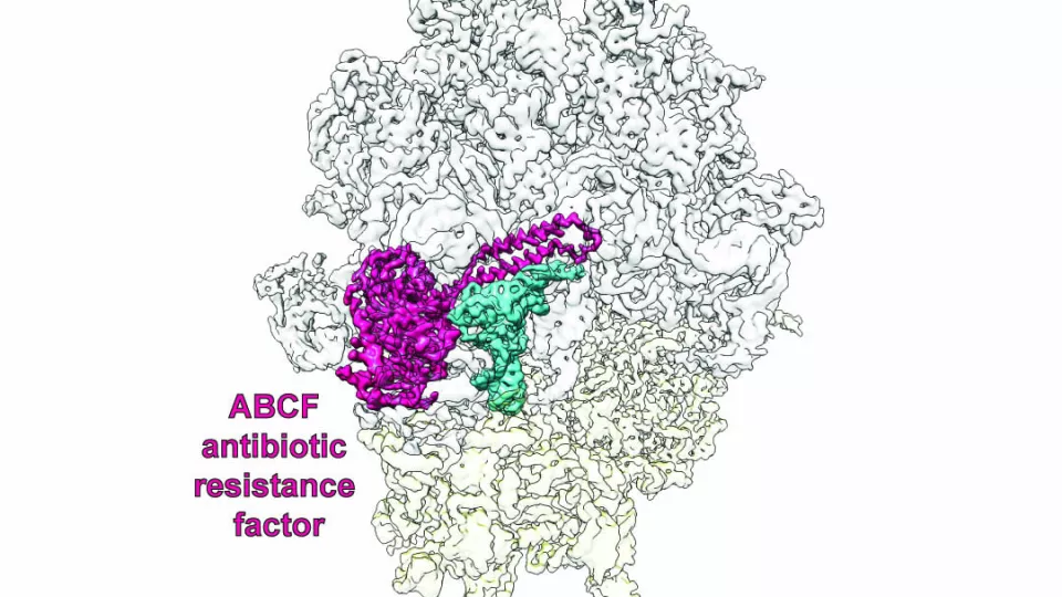 Kryo-EM-genererad bild av en resistensfaktor (violett) som skyddar proteinfabriken, ribosomen, (vit/grå). Illustration.