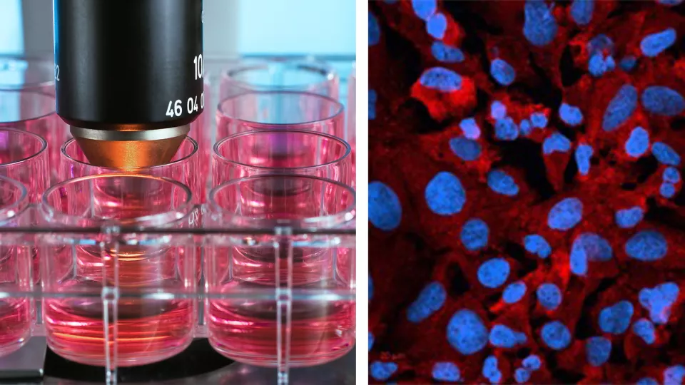Bild till vänster visar petriskålar för cellodling i laboratorium. Bild till höger visar Celler från cellinjen forskarna använt i studien om huruvida RNA från SARS-CoV-2 kan omvandlas till DNA och integreras i cellernas arvsmassa. Foto.