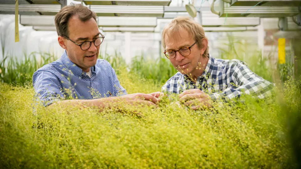 Två manliga forskare betraktar grödor i växthus.
