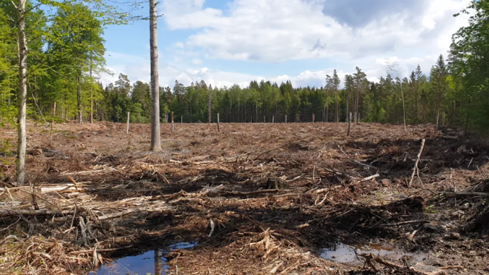 Bild på kalhuggen skog. Bild: Torsten Krause.