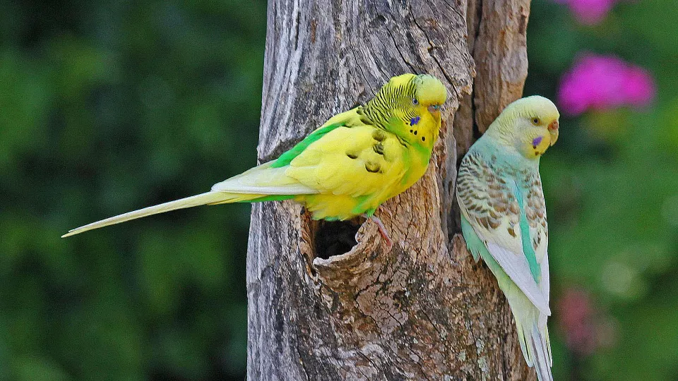 Två små fåglar sitter på en trädstam. Foto.