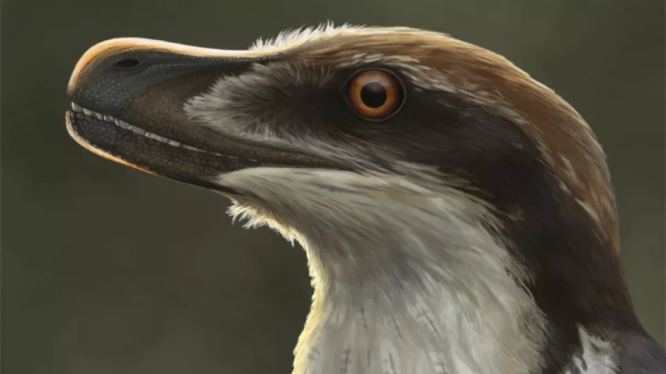 Rekonstruktion av en  Acheroraptor.