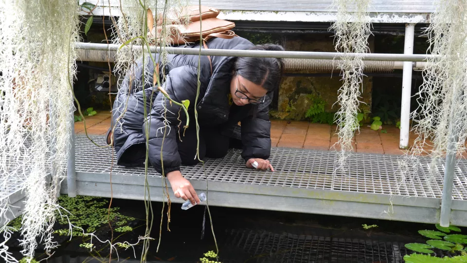Camilla Davids samlar in ett vattenprov i en av inomhusdammarna i Botaniska trädgården i Lund.