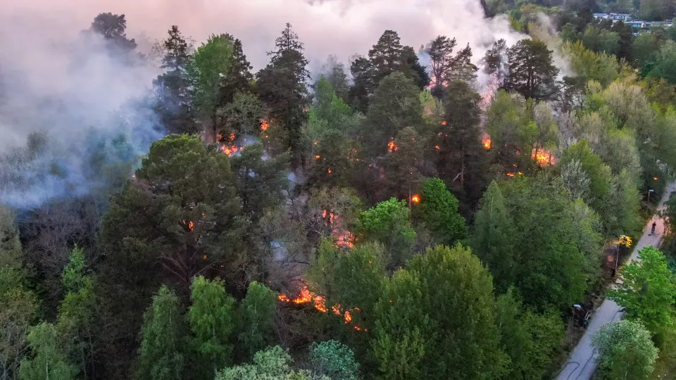 Foto på skogsbrand