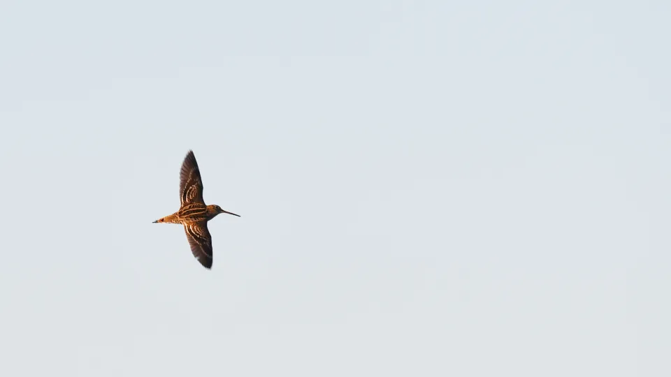 Fågel som flyger högt upp i luften. Foto.